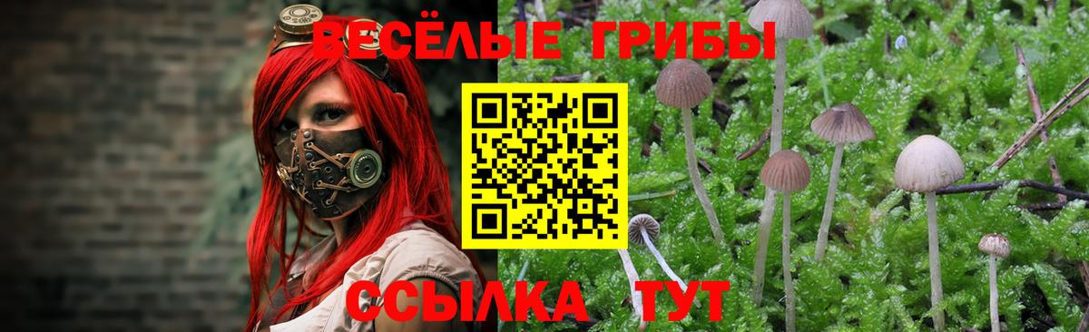 Псилоцибиновые грибы мицелий Избербаш